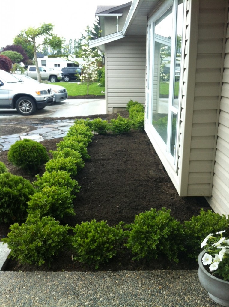 After: Boxwood