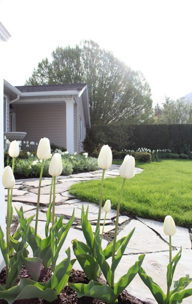 White Tulips View from Driveway