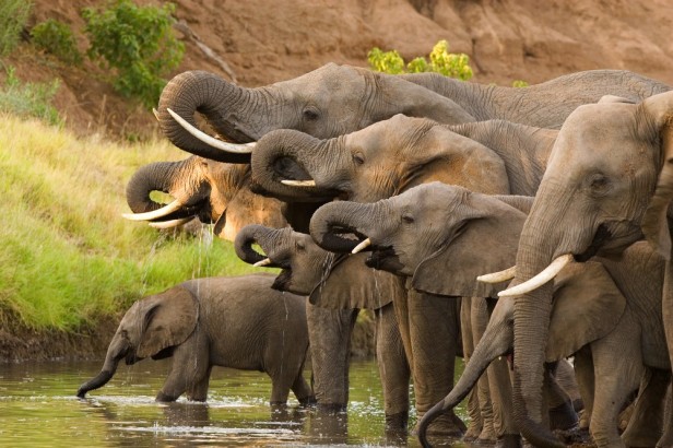 How to Quiet a Small Herd of Elephants