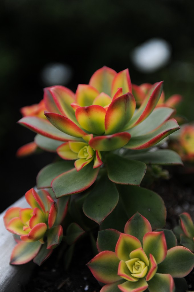 Red & Yellow Succulents