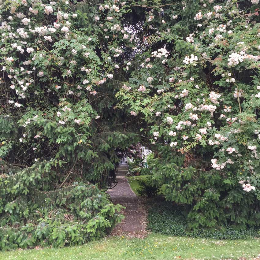 The 30 ft wall of climbing Roses in my Neighbours secret garden!