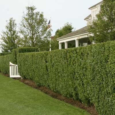 Fence Hedge