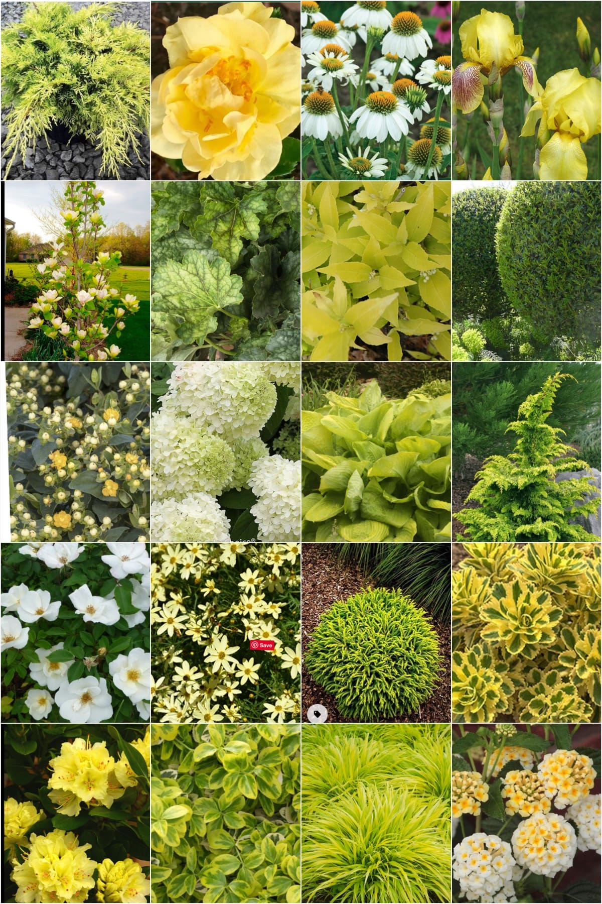 A Colour Expert with an All-White Garden? - White