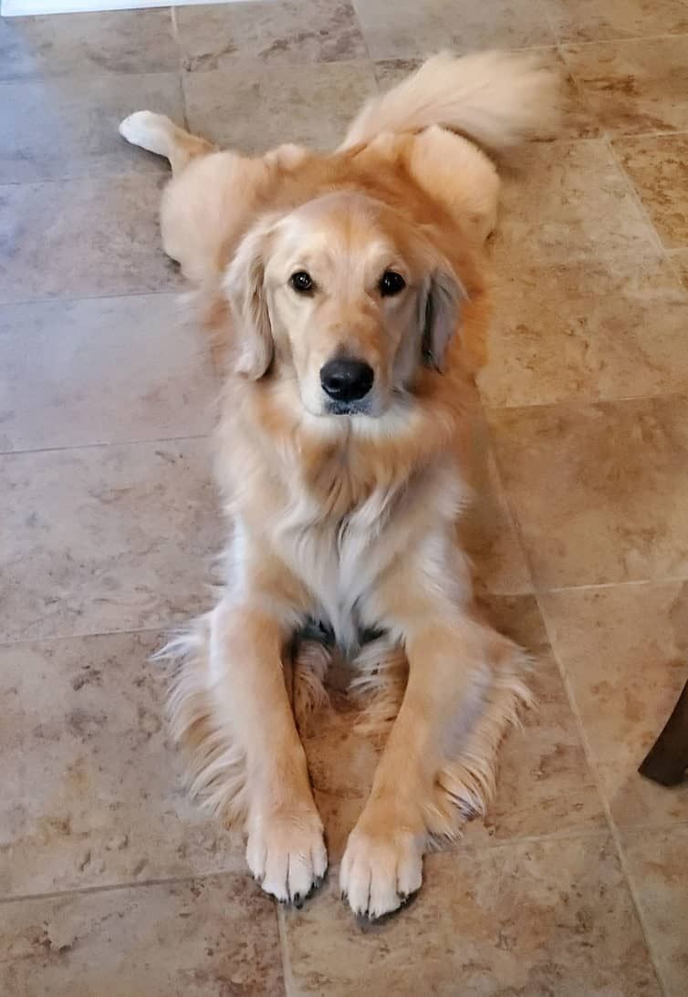 golden retriever matches floor tile